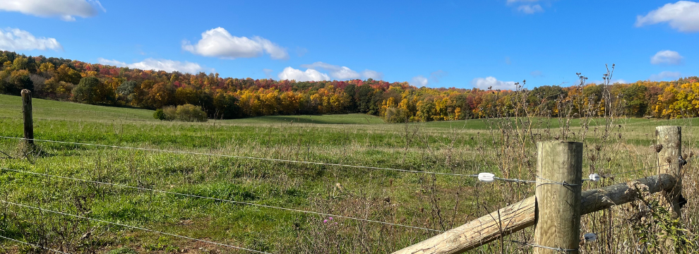 Fall Pasture