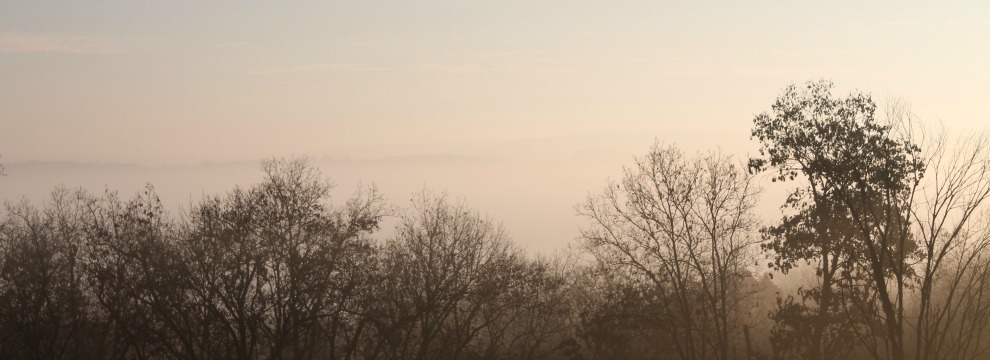 Foggy Morning