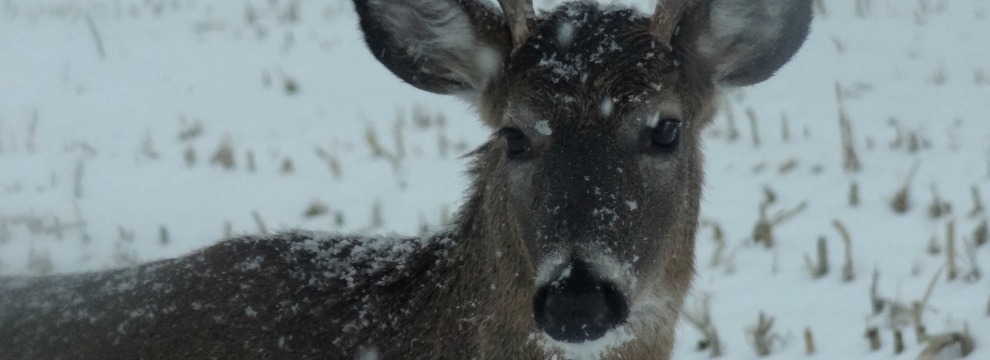 Deer 