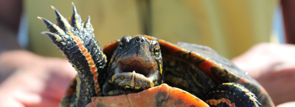 Turtle
