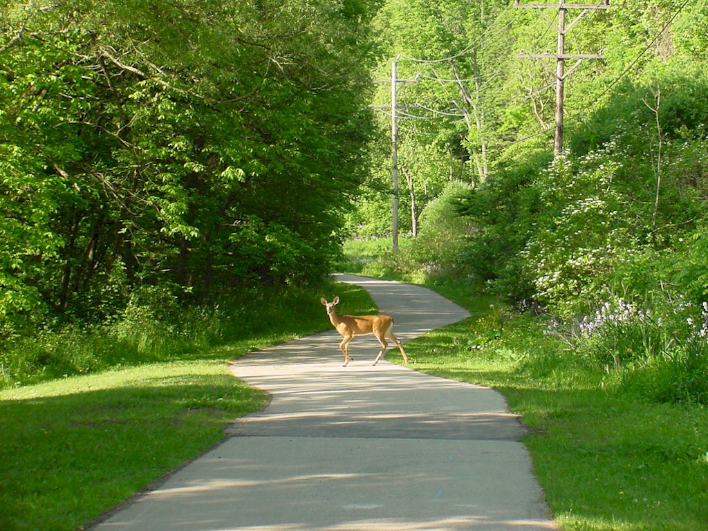 Trail w/deer