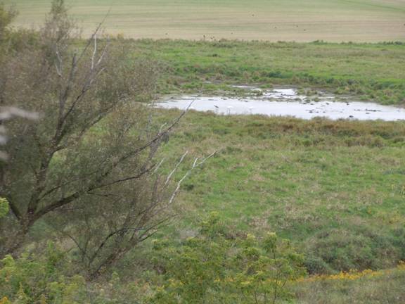 Whooping Cranes from a distance in grass