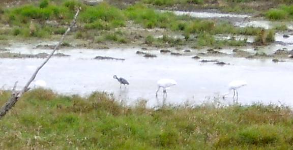 Whooping Cranes close up in the water
