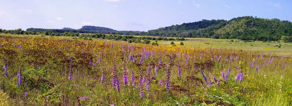 Prairie