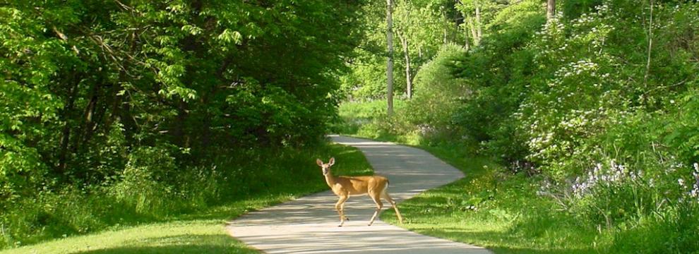 Trail w/deer