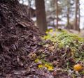 Compost Pile