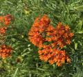 Butterfly Milkweed