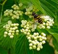 Pollinator on flower