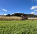 Combine harvesting crops