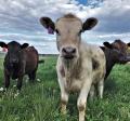 Grazing Cattle on Pasture