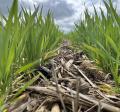 Cover Crop Field