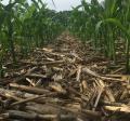 No Till Corn Field