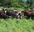 Grazing cows