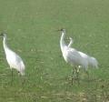 Whooping Cranes