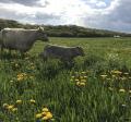 Cows grazing in a sunny pasture
