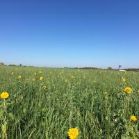 Multi Species Cover Crop