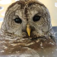 Barred Owl