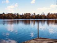 trees with lake