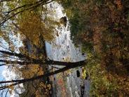 trees with lake