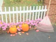 white fence, pumpkins, pink flowers and a rake
