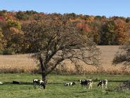 cows, field and trees