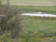 Whooping Cranes from a distance in grass