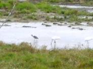 Whooping Cranes close up in the water