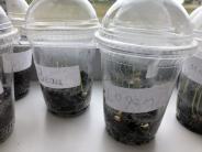Wheat Terrariums 