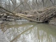 deadfalls photo