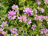 Crown vetch Crown vetch