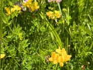 Find the bumble bee! Bumble bee on flower