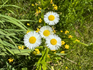 Daisy fleabane Daisy fleabane