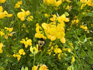 Find the bumble bee! Bumble bee on flower