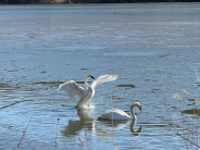 2 swans in a lake, 1 with wings spread as it lands. Photo taken by Shannon
