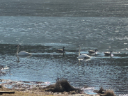 2 trumpeter swans and 3 Canadian geese on a lake, with a patch of ice on the water behind them 
