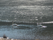 2 trumpeter swans on a lake, with a patch of ice on the water behind them 
