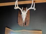 Skull mount of deer hangs on a black wall above a window