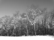 Snow covered trees