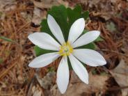 White wild flower