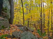 View of a fall forest from view of rocks at ground level