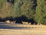 Herd of deer grazing on grass