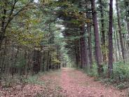 Gazing down long straight trail with tall pines on the right