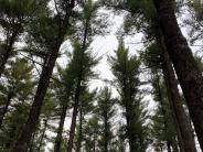 Tops of tall pine trees against cloudy sky