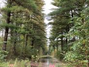 Red gate overgrown with bushes stops visitors from walking down long straight trail with tall pines on each side