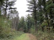 Mowed grassy trail through stand of tall pine trees