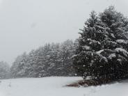 Row of snow covered pine trees