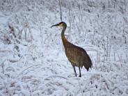 Crane standing in snowy brush