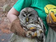 Barred Owl