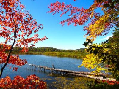 lake and fall leaves