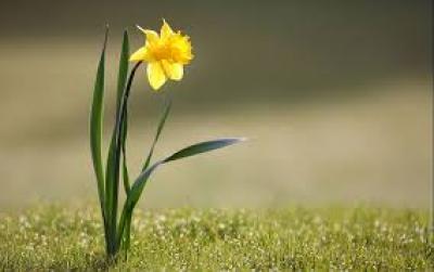 picture of single daffodil in the grass